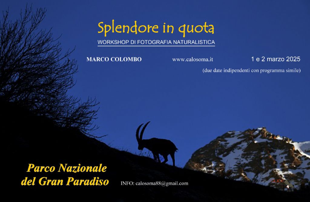 workshop di fotografia naturalistica Gran Paradiso (febbraio/marzo/maggio 2025)